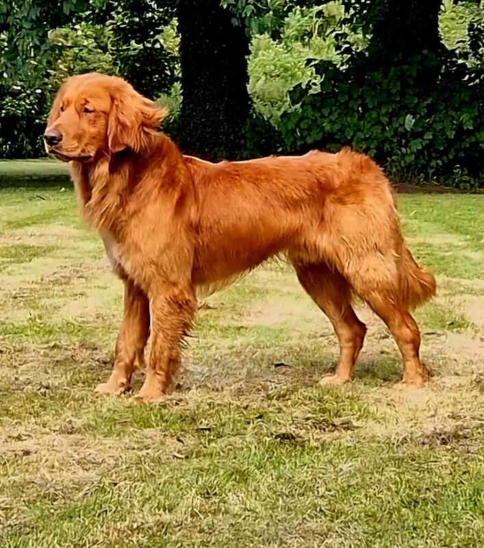 Sired by genetically perfect dog , clear health profile for sale in Dn14 9ay | Image 3