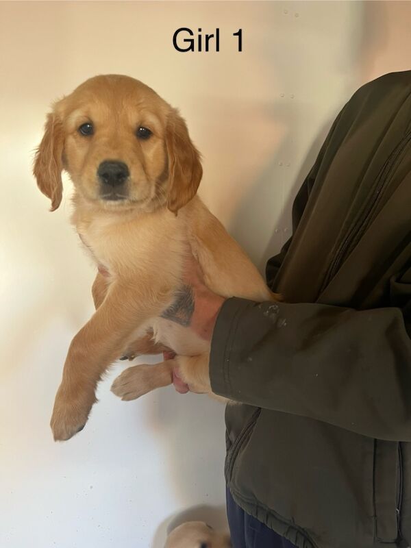Sired by genetically perfect dog , clear health profile for sale in Dn14 9ay - Image 5