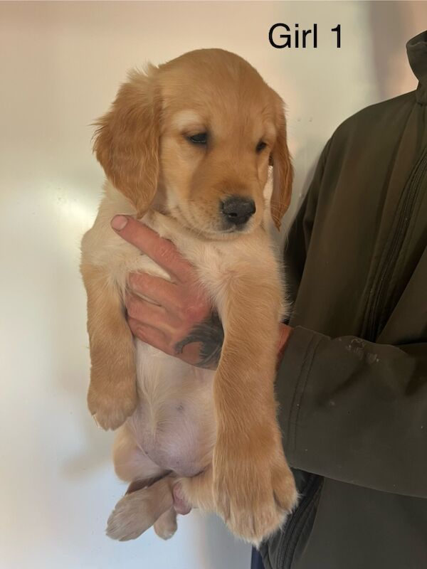 Sired by genetically perfect dog , clear health profile for sale in Dn14 9ay - Image 6