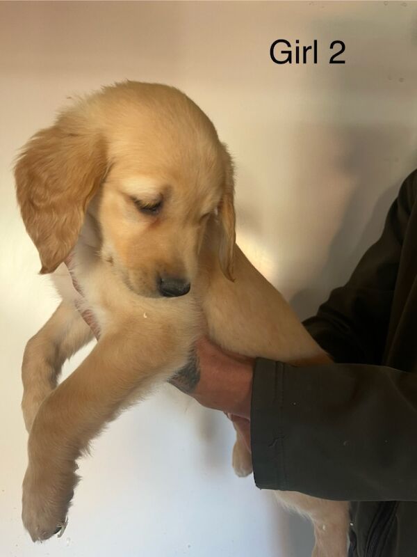 Sired by genetically perfect dog , clear health profile for sale in Dn14 9ay - Image 7