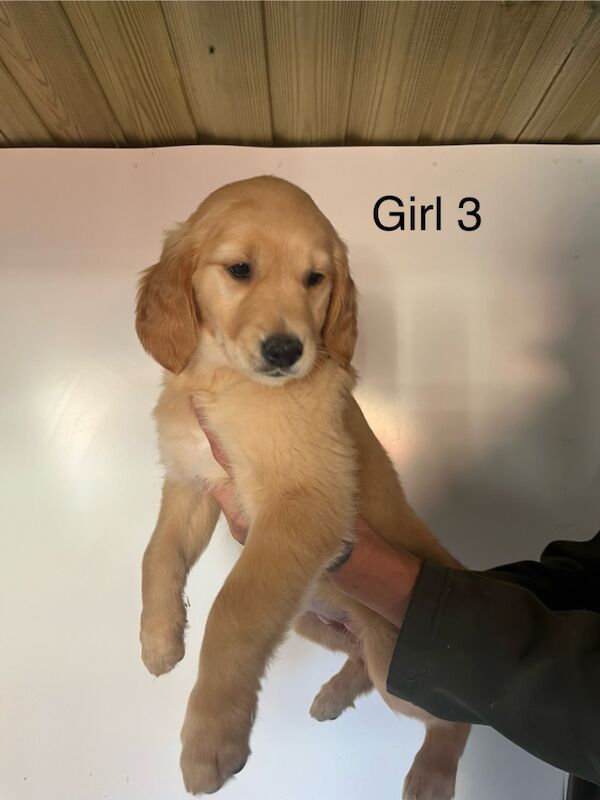 Sired by genetically perfect dog , clear health profile for sale in Dn14 9ay - Image 9