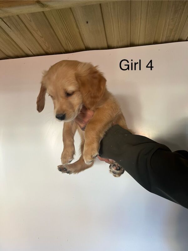 Sired by genetically perfect dog , clear health profile for sale in Dn14 9ay - Image 11