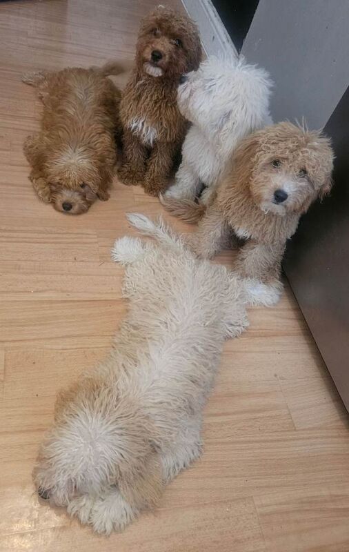 Small f1b goldendoodle boys