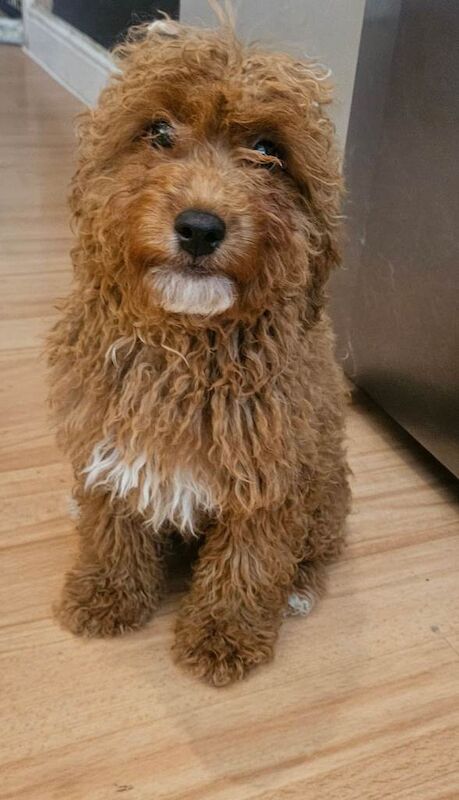 Small f1b goldendoodle boys - Image 2 of 5