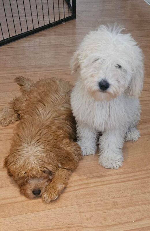 Small f1b goldendoodle boys - Image 3 of 5