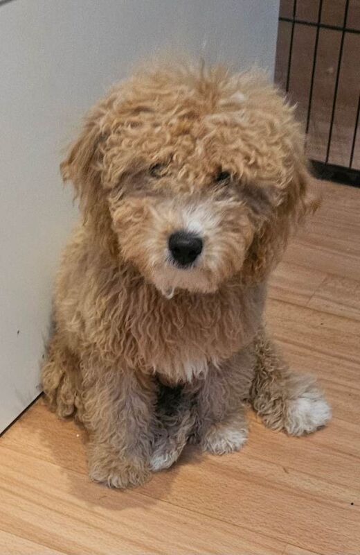 Small f1b goldendoodle boys - Image 4 of 5
