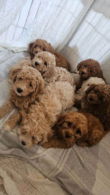 Small f1b goldendoodle boys - Image 5 of 5