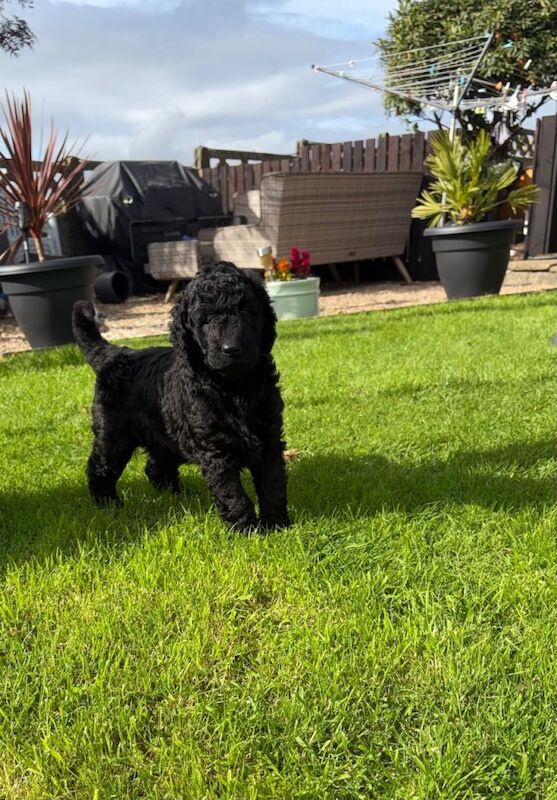 Standard black goldendoodle puppies