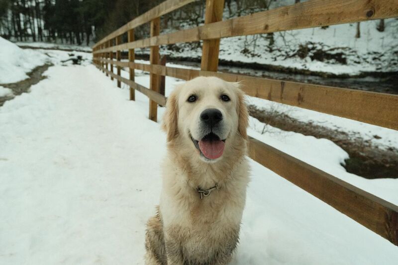 Golden Retriever puppies for sale in Tickhill, South Yorkshire – KC registered, 1 week old