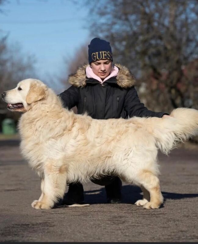 Golden Retriever puppies for sale in Tickhill, South Yorkshire – KC registered, 1 week old - Image 2 of 14