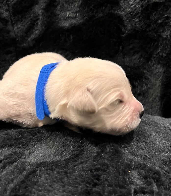 Golden Retriever puppies for sale in Tickhill, South Yorkshire – KC registered, 1 week old - Image 5 of 14