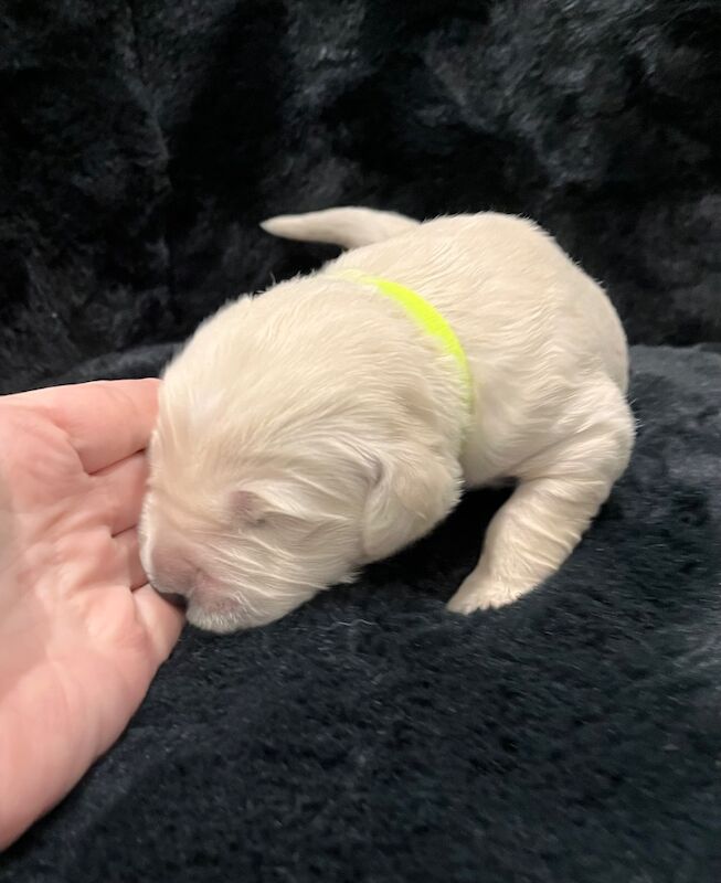 Golden Retriever puppies for sale in Tickhill, South Yorkshire – KC registered, 1 week old - Image 6 of 14
