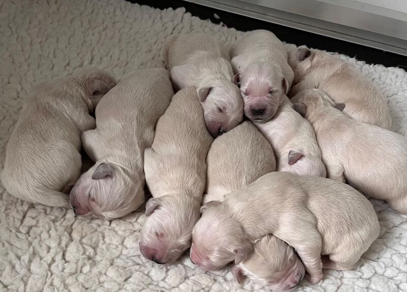Golden Retriever puppies for sale in Tickhill, South Yorkshire – KC registered, 1 week old - Image 8 of 14