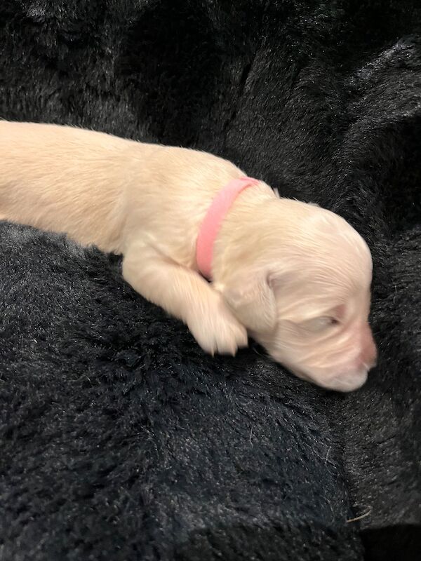 Golden Retriever puppies for sale in Tickhill, South Yorkshire – KC registered, 1 week old - Image 9 of 14