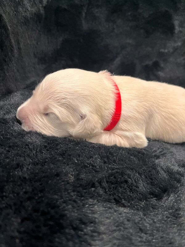 Golden Retriever puppies for sale in Tickhill, South Yorkshire – KC registered, 1 week old - Image 10 of 14