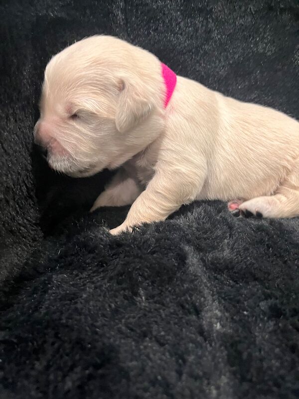 Golden Retriever puppies for sale in Tickhill, South Yorkshire – KC registered, 1 week old - Image 11 of 14