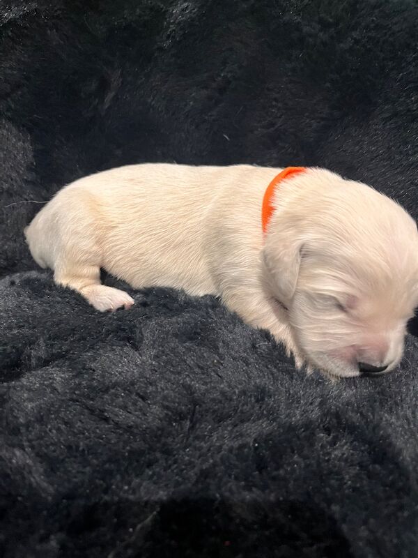 Golden Retriever puppies for sale in Tickhill, South Yorkshire – KC registered, 1 week old - Image 12 of 14