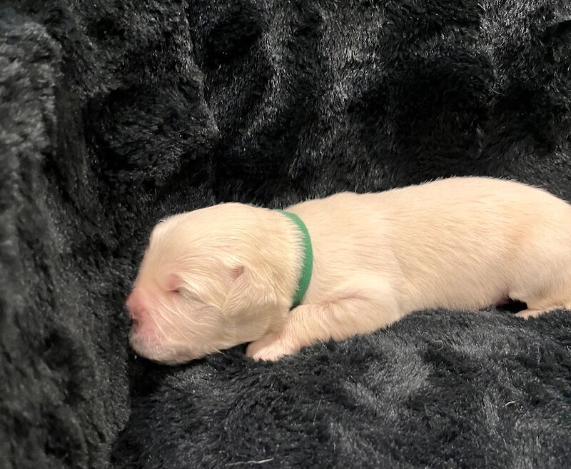 Golden Retriever puppies for sale in Tickhill, South Yorkshire – KC registered, 1 week old - Image 13 of 14
