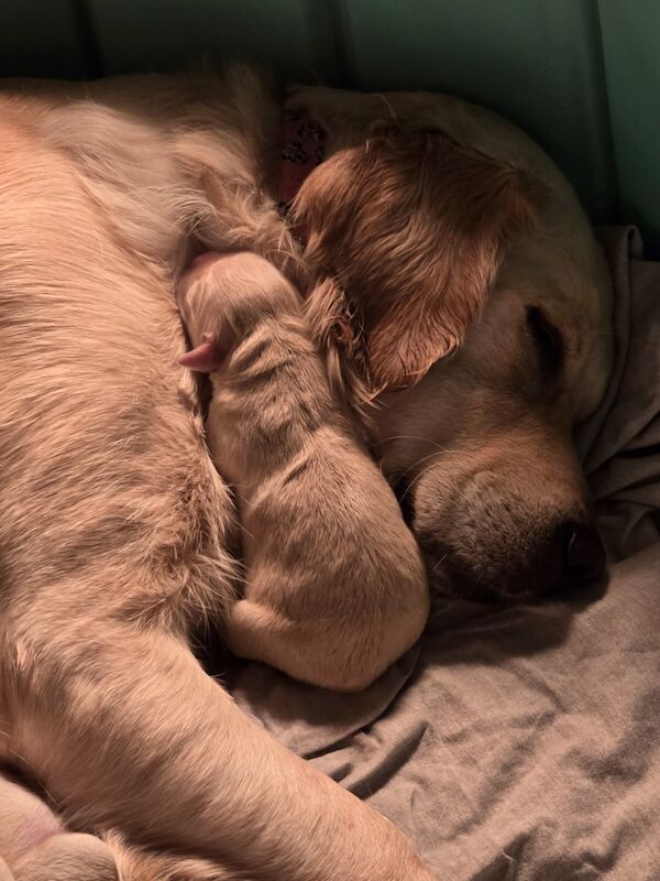 Golden Retriever puppies for sale in Telford, Shropshire – 11 months old - Image 2 of 3