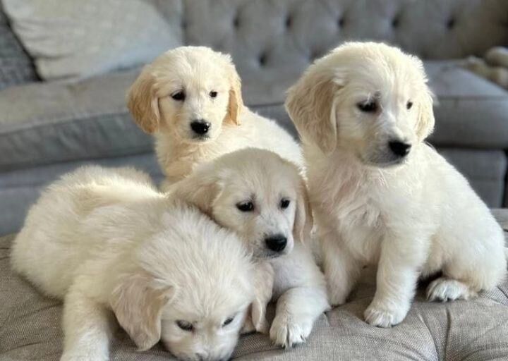 Golden Retriever puppies for sale in Heywood, Greater Manchester – 8 weeks old
