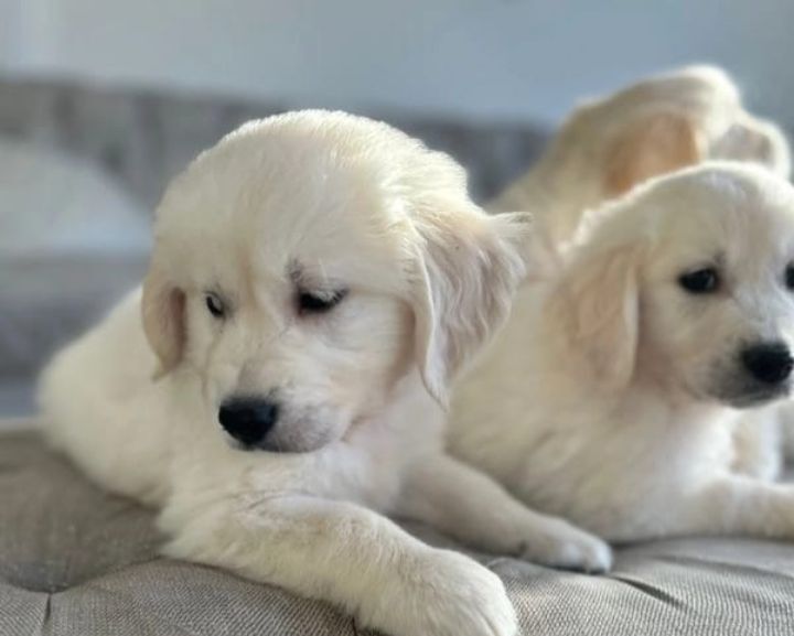 Golden Retriever puppies for sale in Heywood, Greater Manchester β 9 weeks old - Image 2 of 4