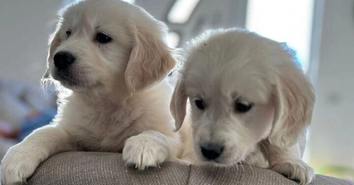 Golden Retriever puppies for sale in Heywood, Greater Manchester β 9 weeks old - Image 3 of 4