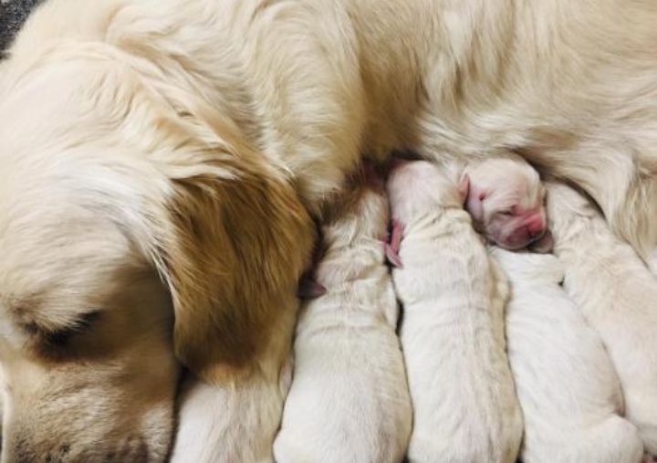 Golden Retriever puppies for sale in Heywood, Greater Manchester β 9 weeks old - Image 4 of 4