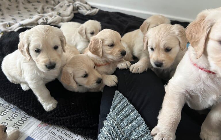 Stunning cream and golden retrievers for sale in Brighton, East Sussex