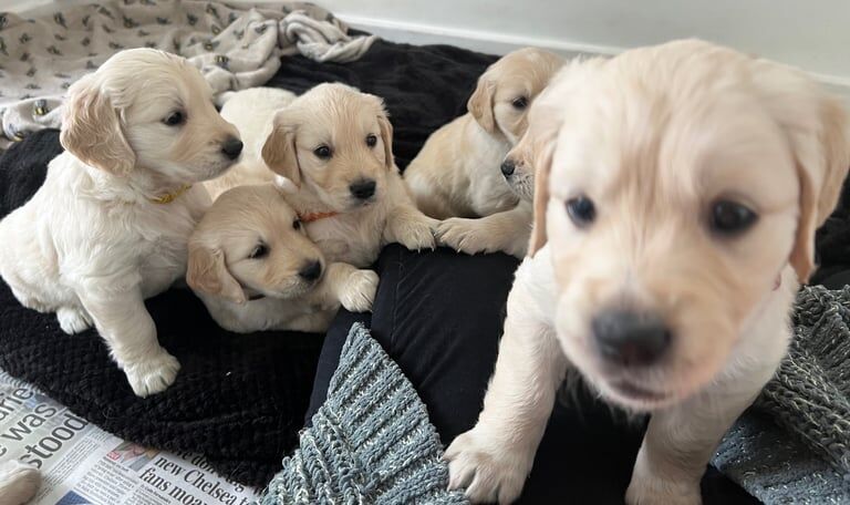 Stunning cream and golden retrievers for sale in Brighton, East Sussex | Image 2