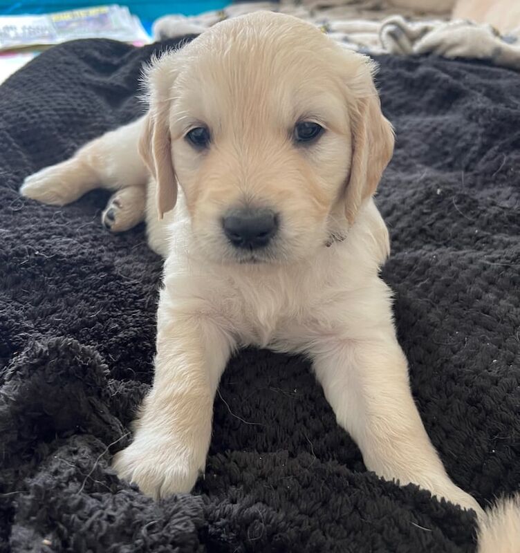 Stunning cream and golden retrievers for sale in Brighton, East Sussex | Image 3