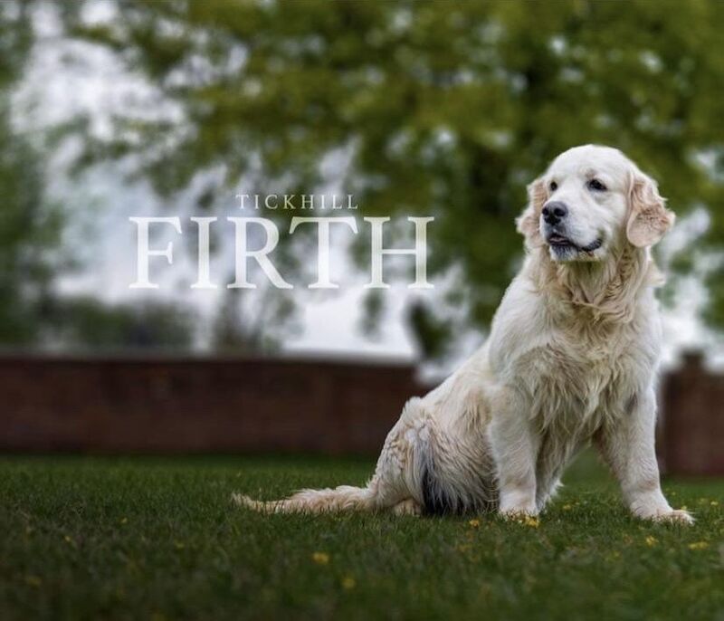 Golden Retriever stud dog for stud in Doncaster, South Yorkshire – KC registered, 17 hours old