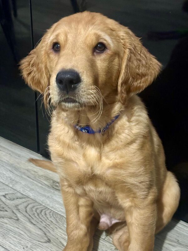 Golden Retriever puppies for sale in Sheffield, South Yorkshire – KC registered, 11 weeks old