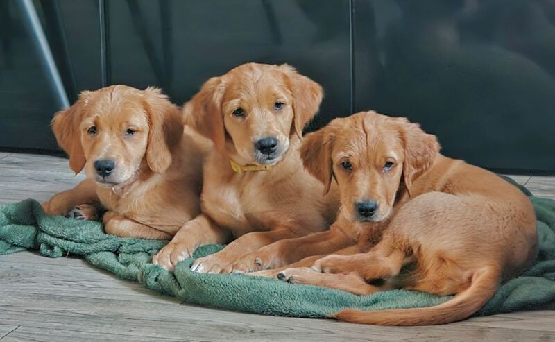 Golden Retriever puppies for sale in Sheffield, South Yorkshire – KC registered, 11 weeks old - Image 2 of 6