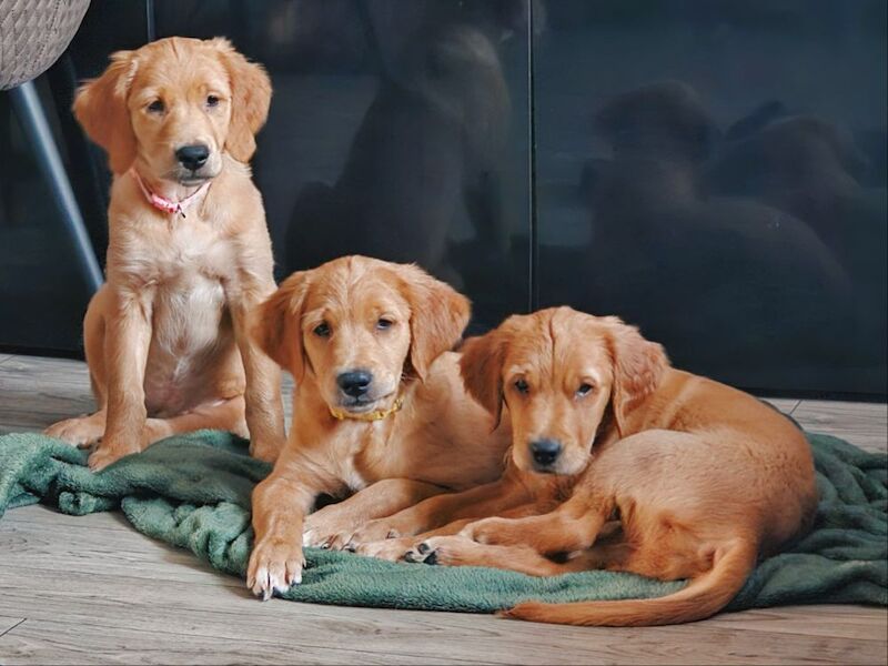 Golden Retriever puppies for sale in Sheffield, South Yorkshire – KC registered, 11 weeks old - Image 4 of 6