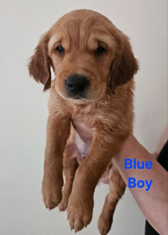Golden Retriever puppies for sale in Sheffield, South Yorkshire – KC registered, 11 weeks old - Image 5 of 6