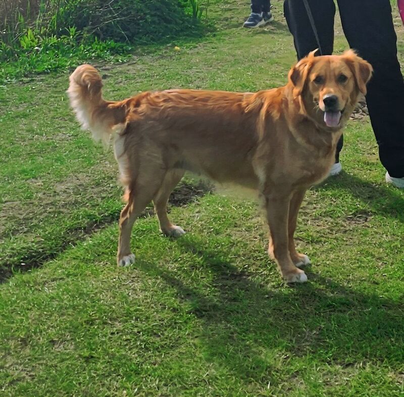 Golden Retriever puppies for sale in Sheffield, South Yorkshire – KC registered, 11 weeks old - Image 6 of 6