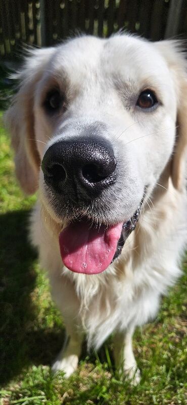 Stunning English Cream Golden Retriever Stud - Image 2 of 11