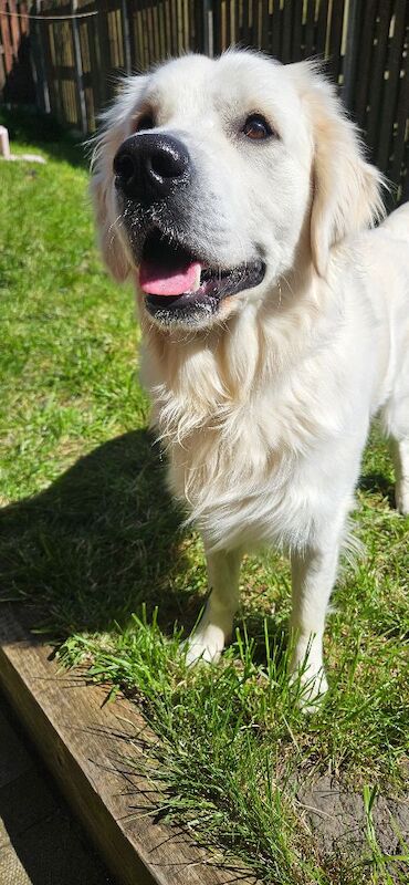 Stunning English Cream Golden Retriever Stud - Image 3 of 11