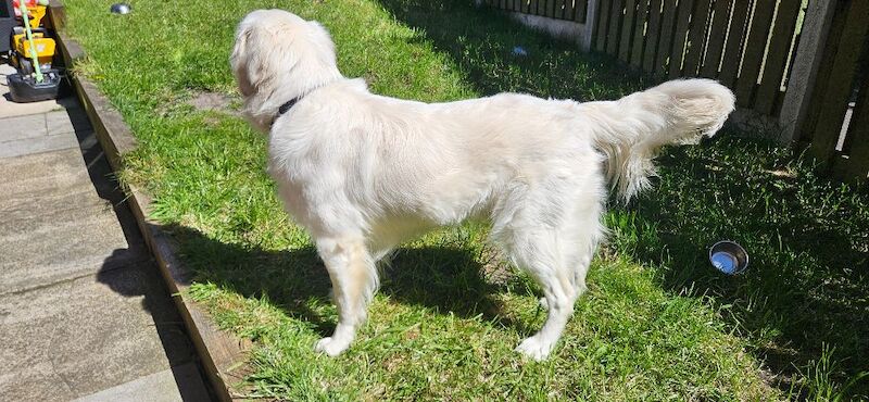 Stunning English Cream Golden Retriever Stud - Image 4 of 11