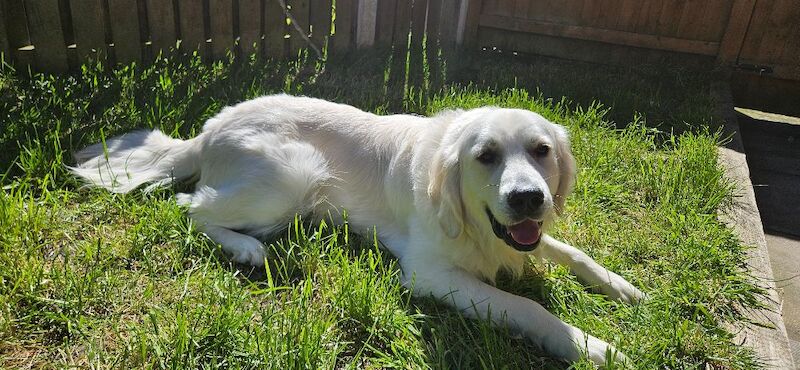 Stunning English Cream Golden Retriever Stud - Image 5 of 11
