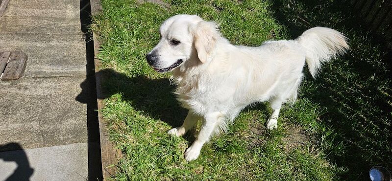 Stunning English Cream Golden Retriever Stud - Image 6 of 11