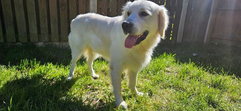 Stunning English Cream Golden Retriever Stud - Image 9 of 11