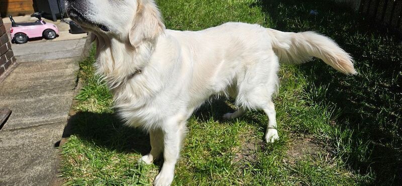 Stunning English Cream Golden Retriever Stud - Image 11 of 11