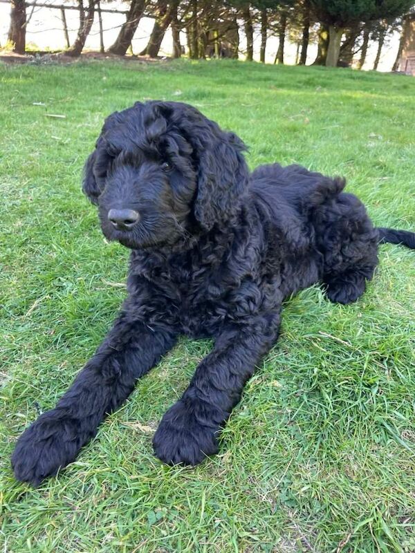 Golden Retriever Puppies For Sale