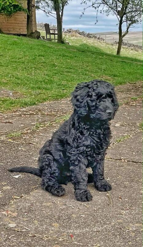 Stunning F2 Golden Doodle Puppies - Image 2 of 3