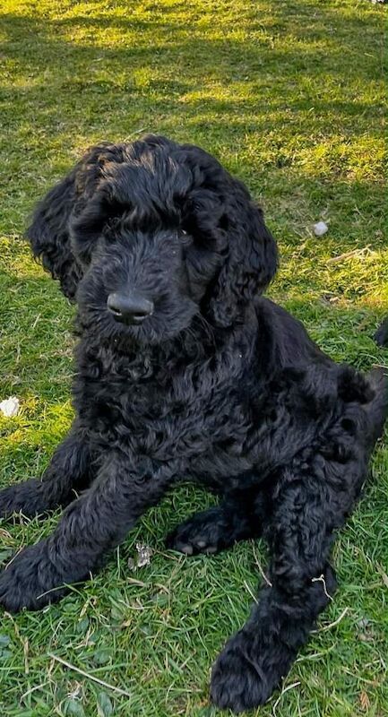 Stunning F2 Golden Doodle Puppies - Image 3 of 3
