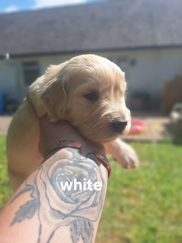 Stunning Golden Retriever Puppies for sale in Llandysul, Dyfed