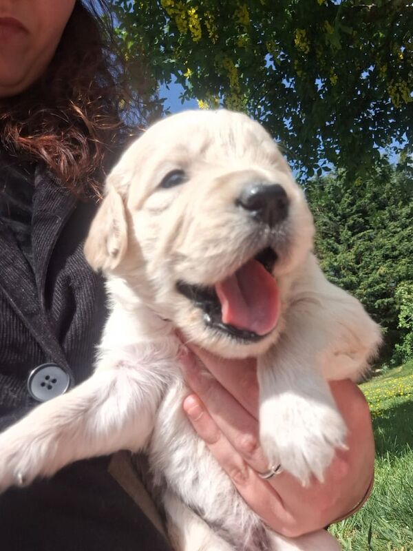 Stunning Golden Retriever Puppies for sale in Llandysul, Dyfed - Image 2