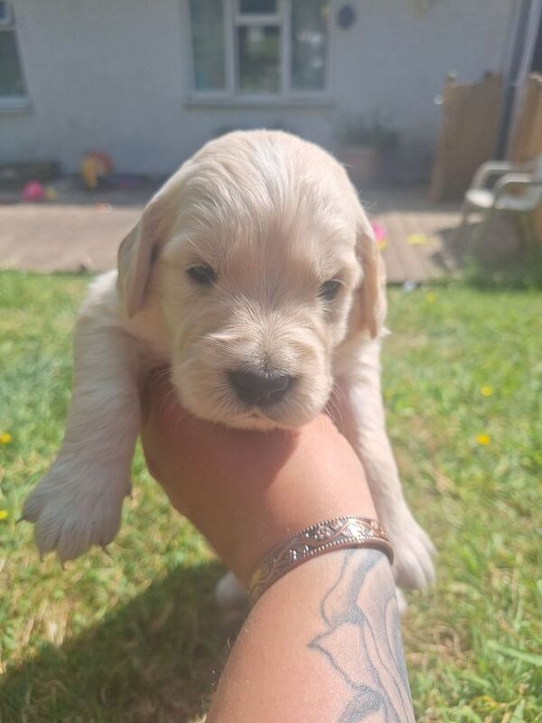 Stunning Golden Retriever Puppies for sale in Llandysul, Dyfed - Image 3