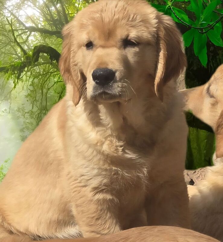 Stunning golden Retriever puppies for sale in Boston, Lincolnshire